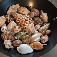 lotto di conchiglie marine 