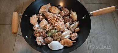 lotto di conchiglie marine 