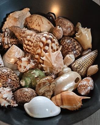 lotto di conchiglie marine 