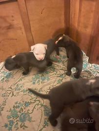 American Bully Poket X Pitbull