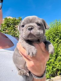 Bulldog francese