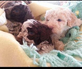 Lagotto romagnolo baby