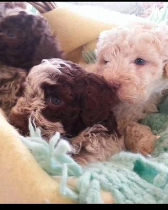 Lagotto romagnolo baby