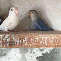 Inseparabili