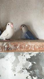 Inseparabili