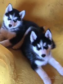 Siberian Husky