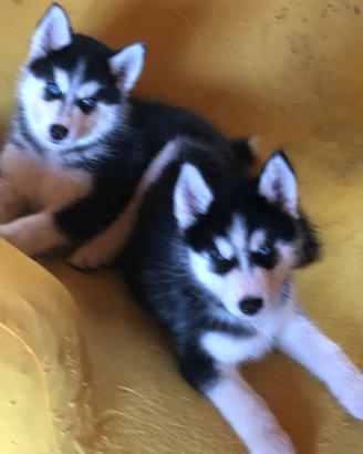 Siberian Husky