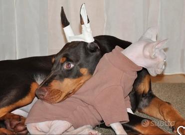 Cuccioli di Dobermann