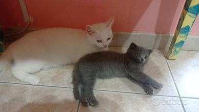 Scottish fold e British short hair