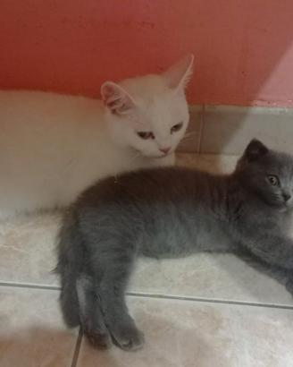 Scottish fold e British short hair