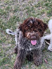 Lagotto romagnolo