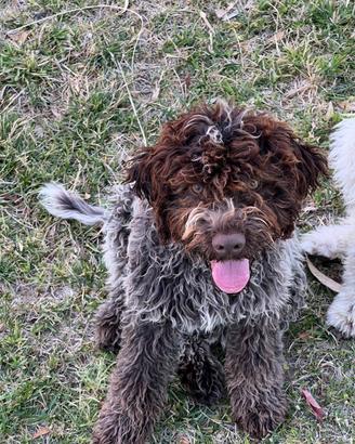 Lagotto romagnolo