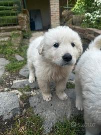 Cucciolo pastore maremmano