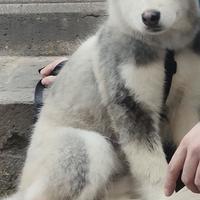 Cucciolo di Alaskan Malamute