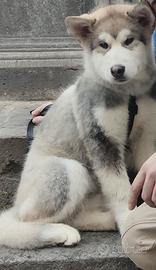 Cucciolo di Alaskan Malamute
