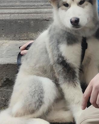 Cucciolo di Alaskan Malamute