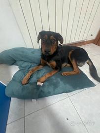 Doberman