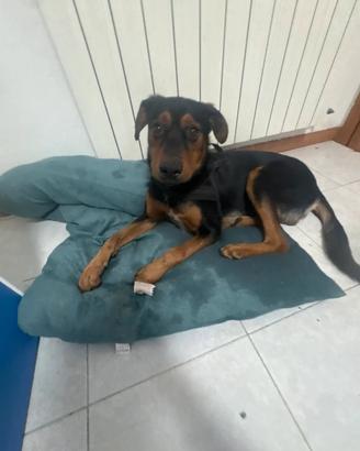 Doberman