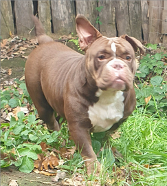 Cucciolone american bully pocket