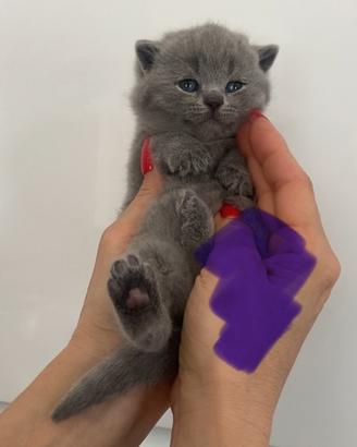 British shorthair