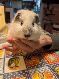 Cavia California pelo lungo