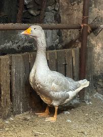 Oca di Tolosa Pura - Maschio 2 Anni