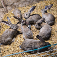 Conigli giganti di fiandra