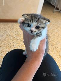 Gattini