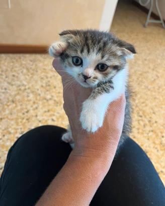Gattini
