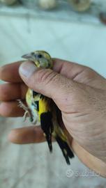 Cardellino giallo