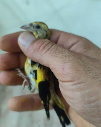 Cardellino giallo