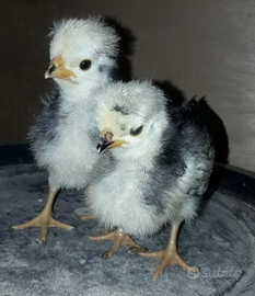 Pulcini razze ornamentali