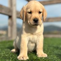 Ultimo maschio di Labrador miele con pedigree