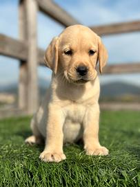 Ultimo maschio di Labrador miele con pedigree