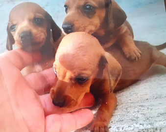 Bassotto Tedesco Cuccioli