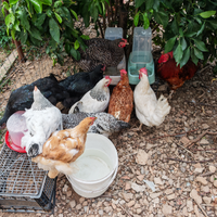 Ovaiole e ornamentali di varie razze e colori