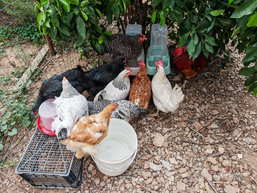 Ovaiole e ornamentali di varie razze e colori