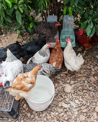 Ovaiole e ornamentali di varie razze e colori
