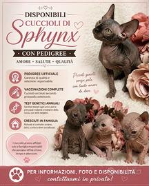 Sphynx k