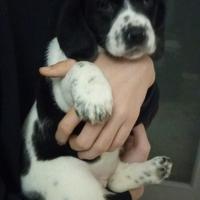 Si regala cucciola misto bassethound puro/meticcio