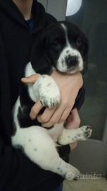 Si regala cucciola misto bassethound puro/meticcio