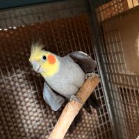 Maschio adulto ancestrale di calopsite