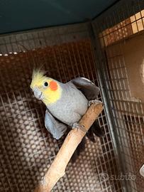 Maschio adulto ancestrale di calopsite