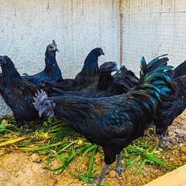 Galline CEMANI