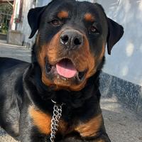 Cucciolo Rotweiller