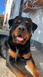 Cucciolo Rotweiller