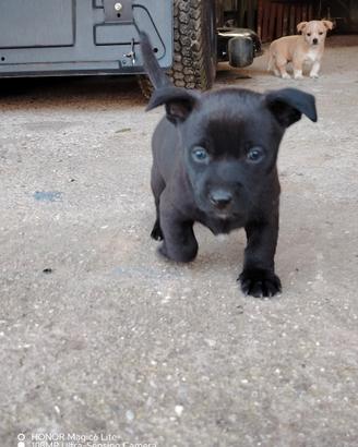 Cucciolo maschio