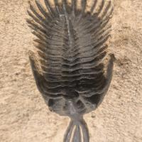 TRILOBITE TRIFORCATUS
