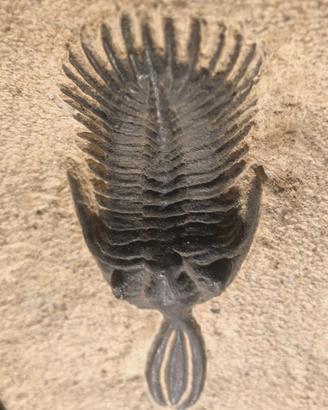 TRILOBITE TRIFURCATUS