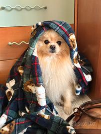 Spitz Di Pomerania Disponibile per monta